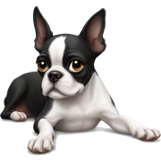 Boston terrier laying sticker