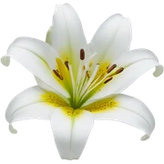 lillies flower sticker