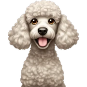 Poodle sticker