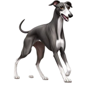 racing greyhound running sticker