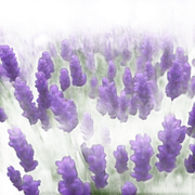 lavender sticker