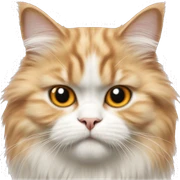 Orange and White fluffy Persian cat  sticker