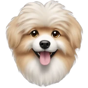 Poodle and a pomarianian mix sticker