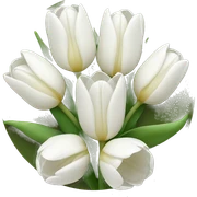 white tulip bouquet  sticker