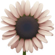 daisy sticker
