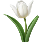 White tulips sticker
