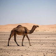 Camel sticker