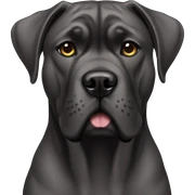 Cane Corso sticker
