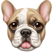 French bulldog  sticker