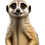 meerkat  sticker