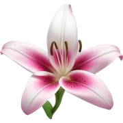 pink white liliy sticker
