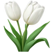 White tulips  sticker