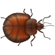 bed bugs sticker