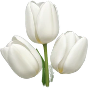 White tulips sticker