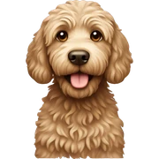 Labradoodle sticker