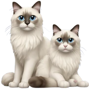 Two Ragdoll cats sticker