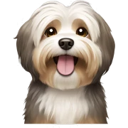 Havanese small dog with ash brown and blonde fur and happy expression sticker