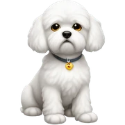 A sad bichon sticker