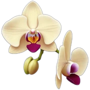 orchid sticker