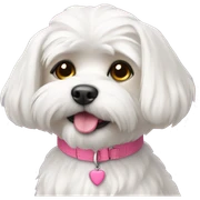 Maltese with pink collar  sticker