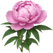 Peonies sticker