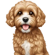 Cavapoo sticker