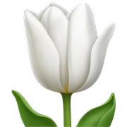 White tulip sticker