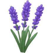 Lavender  sticker