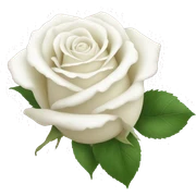 White roses sticker