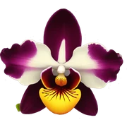 orquidea negra sticker