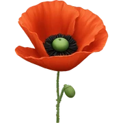 Poppy sticker