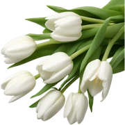 white tulip bouquet  sticker