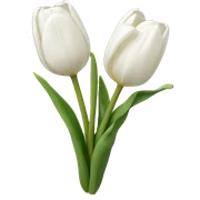 white tulips sticker