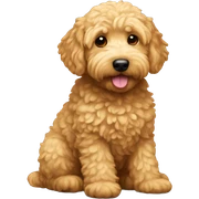 Mini golden doodle  sticker