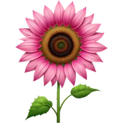 Pink sunflower  sticker