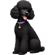 Black poodle sticker