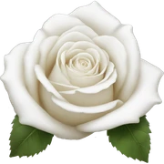 White rose sticker
