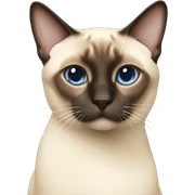 siamese sticker