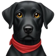 Labrador couleur noir avec un bandana rouge sticker