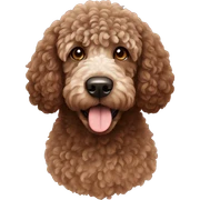 Brown Spanish water dog  sticker