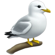 Kittiwake sticker