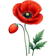 poppy  sticker