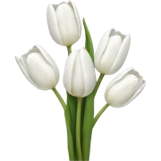 white tulips sticker