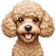 Toy poodle  sticker