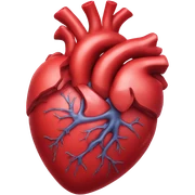 Anatomical heart sticker