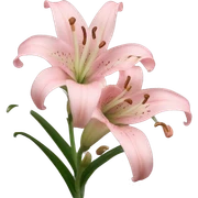 light pink lilium sticker