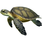 Sea turtle  sticker