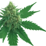 Weed sticker