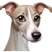 Italian greyhound sticker