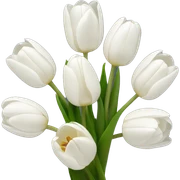 White tulips  sticker